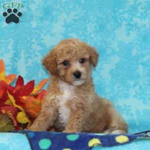 Spruce, Bich-Poo Puppy